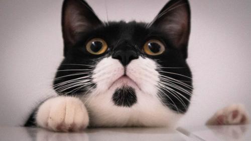 白黒猫の顔のアップ