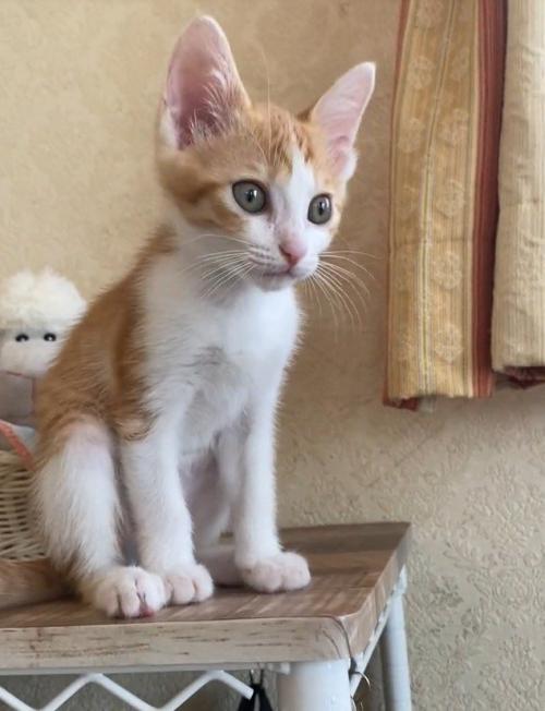 向こうを見つめる猫
