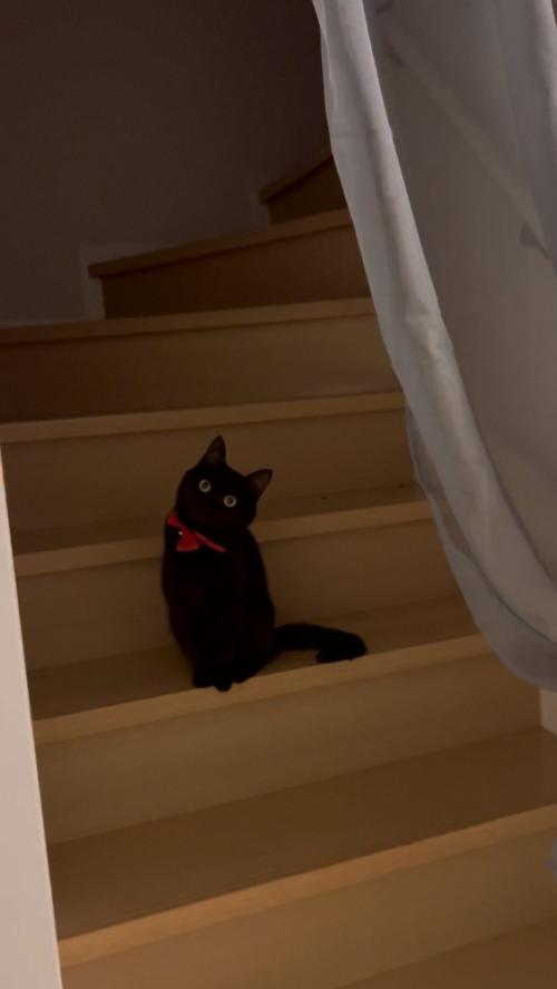 扉のむこうの猫さん