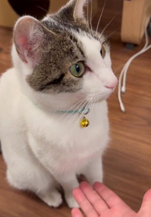 別の方向を見る猫