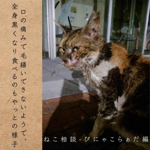 座る猫