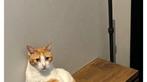 くつろぐ猫