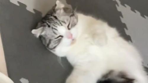 寝ている猫