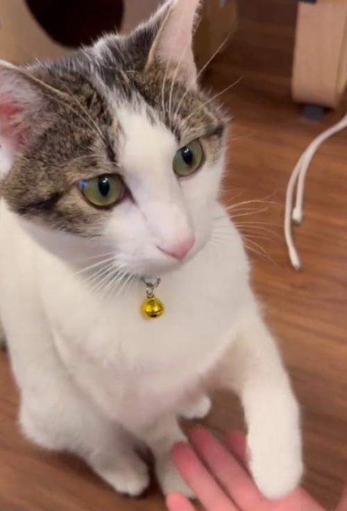お手をする猫