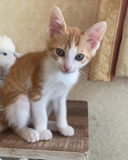 座る猫