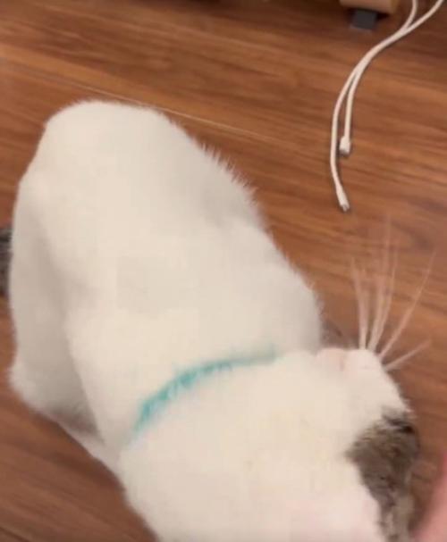 じっくりスリスリする猫