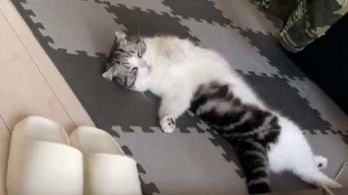 寝ている猫
