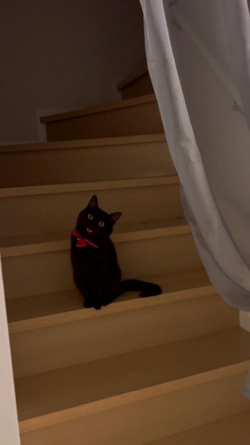扉のむこうの猫さん