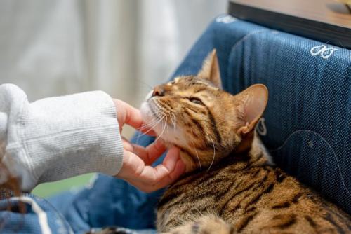 ゴロゴロする猫