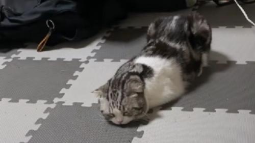 寝ている猫