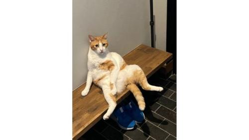 くつろぐ猫
