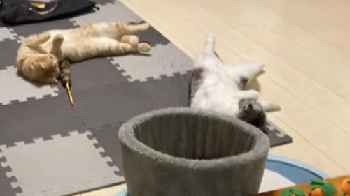 寝転がっている猫たち
