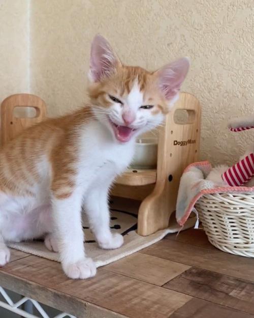 鳴き声をあげる猫
