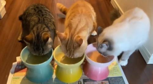 食べる3匹