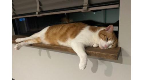 寝ている猫