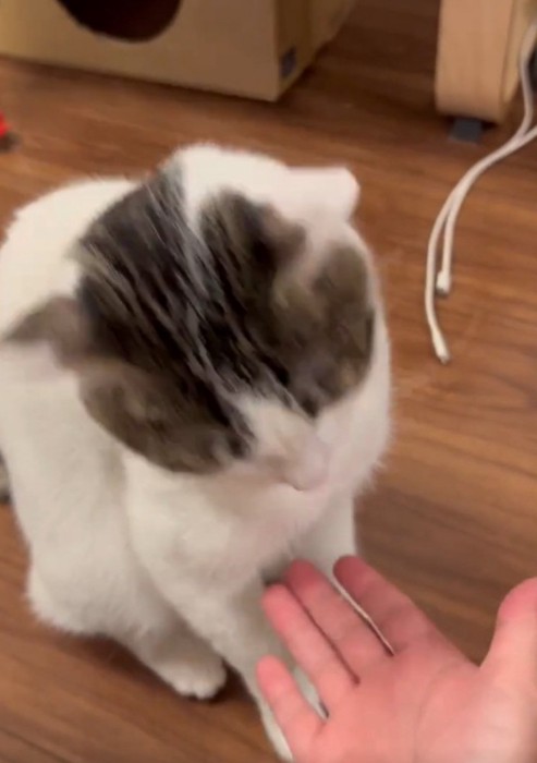 頭を下げる猫