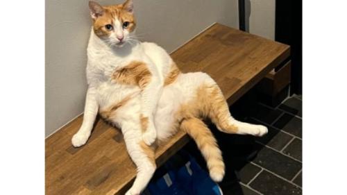 くつろぐ猫