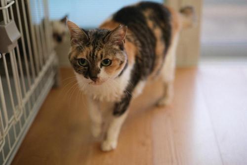 室内にいる三毛猫