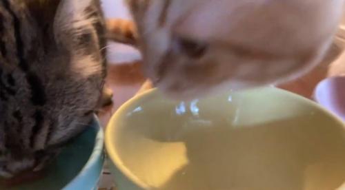 左を向く茶トラ
