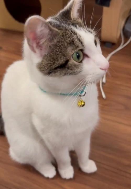 お座りする猫