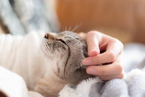 猫をなでる手