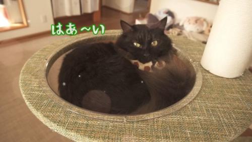 はあ〜い