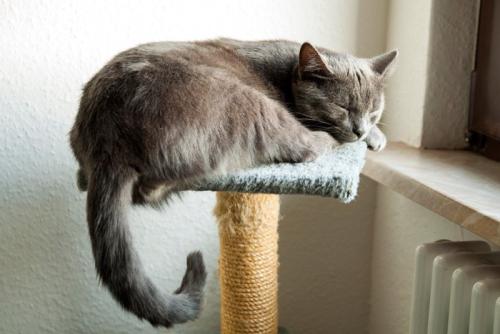 爪とぎタワーで寝る猫