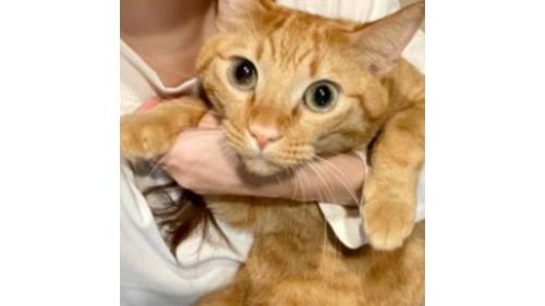 抱かれている猫