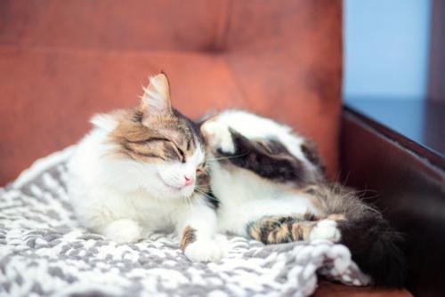 痒がる猫