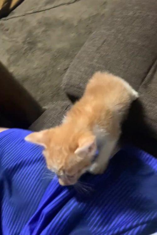 歩く子猫