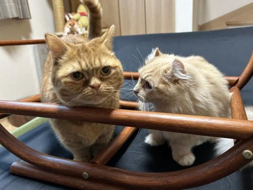 2匹の猫