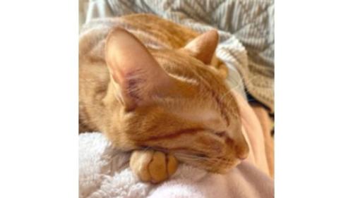 室内にいる猫