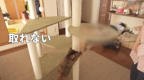 取れない