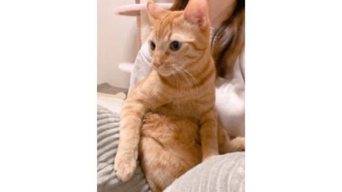抱かれている猫