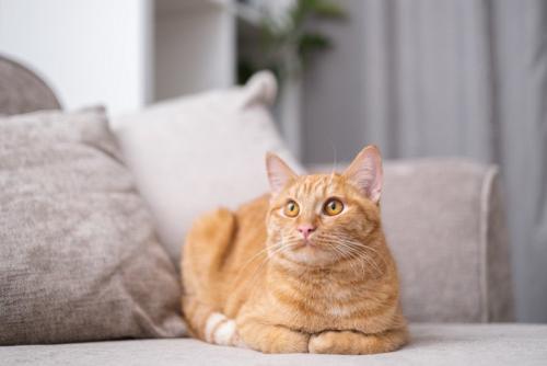 香箱座りの猫