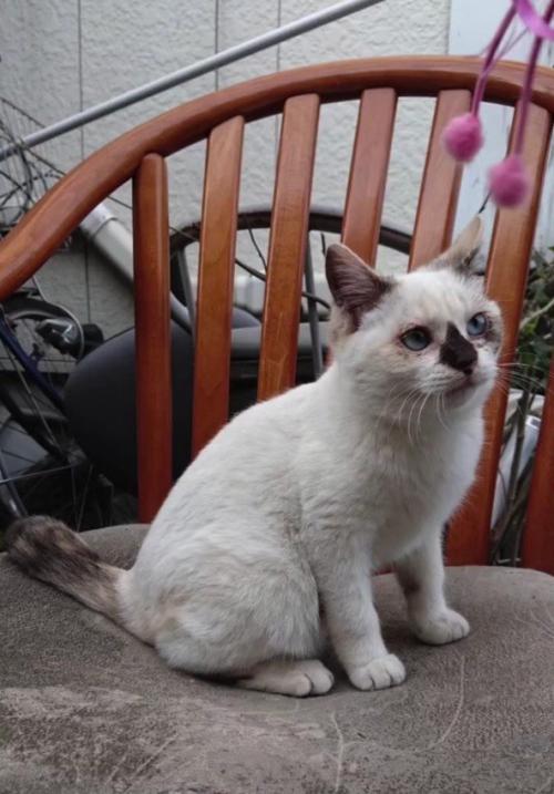 椅子の上の猫