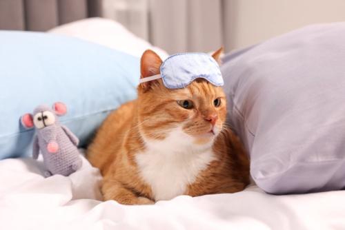 アイマスクをしている猫