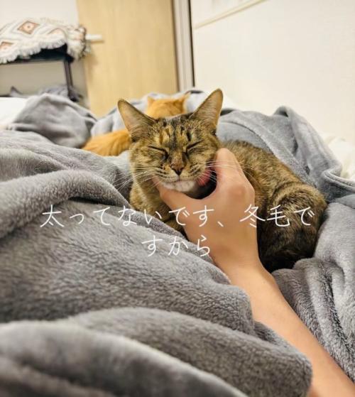 飼い主さんに顎を撫でられるキジトラ猫