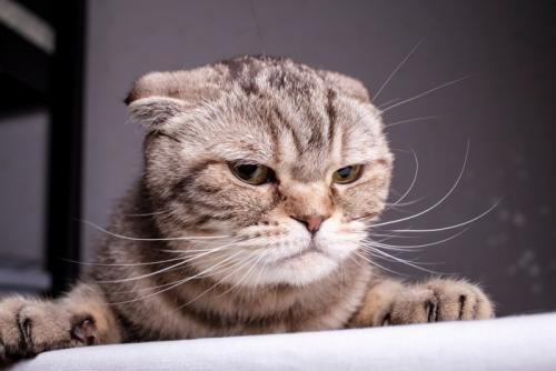 不満げな表情の猫