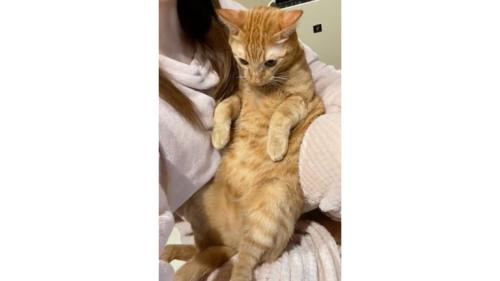 抱かれている猫