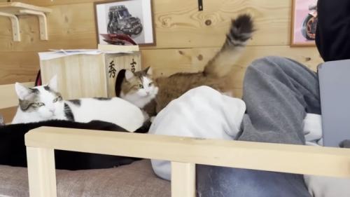 3匹の猫ちゃん(画像左下には寝そべった猫ちゃんの黒い背中)
