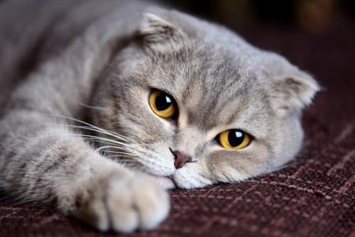 横になってこちらを見ている猫