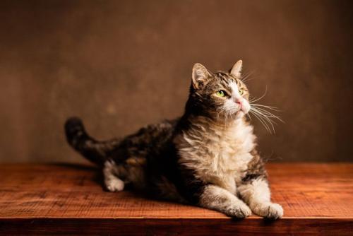 シニアの猫