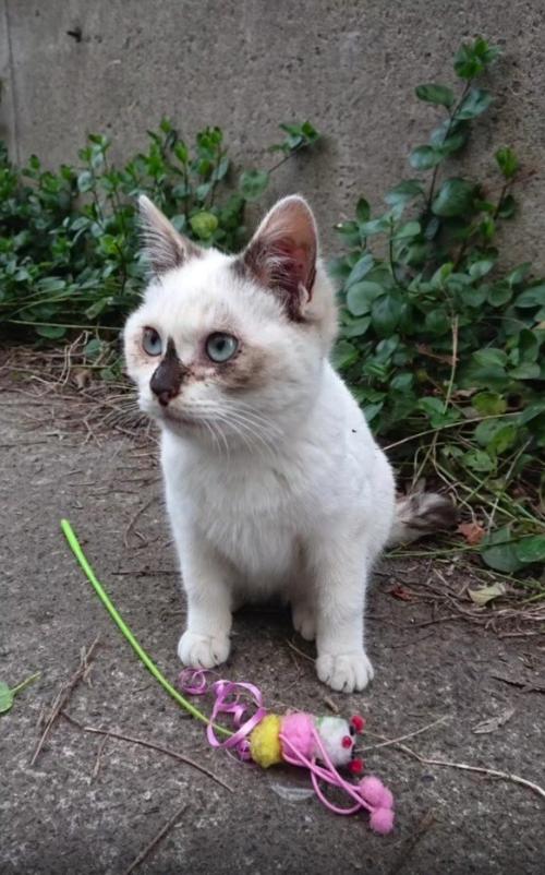 猫とおもちゃ