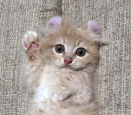 右手をあげている子猫