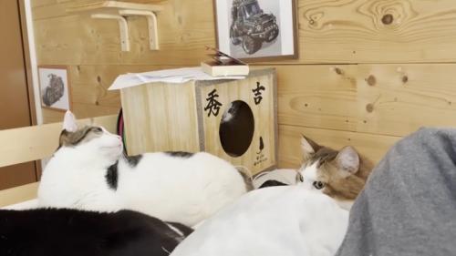 ハウスから顔を覗かせる猫ちゃん
