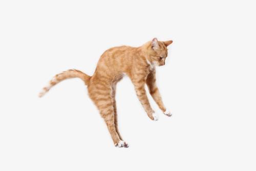 高く飛ぶ茶トラの猫