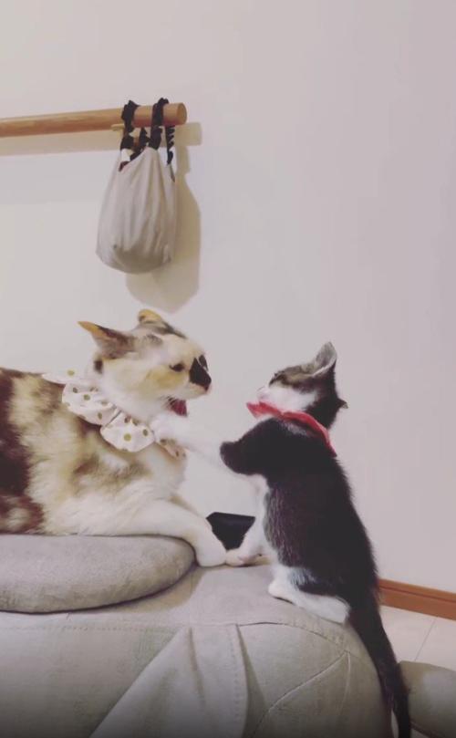 子猫にパンチされている猫