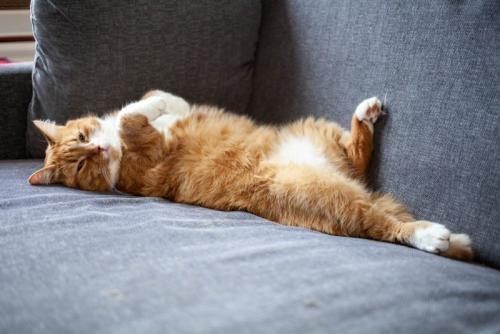 ソファで寝る猫