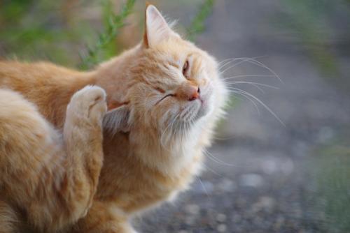 痒みが強い猫